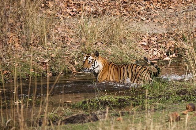 038 Bandavghar Nationaal Park, Indische Tijger.jpg